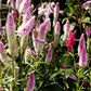 100 FLAMINGO FEATHER Wheat CELOSIA Spicata Pink & White Flower Seeds