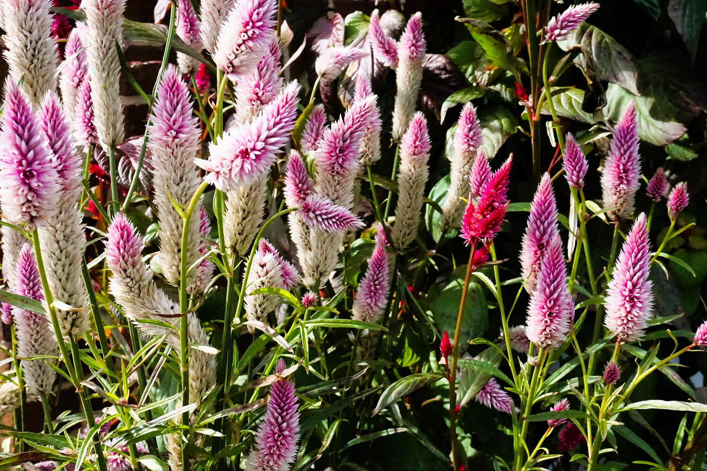 100 FLAMINGO FEATHER Wheat CELOSIA Spicata Pink & White Flower Seeds