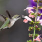 30 CORAL NYMPH SALVIA Coccinea Hummingbird Sage Flower Seeds