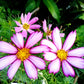 300 CANDY STRIPE COSMOS Bipinnatus Pink White Flower Seeds