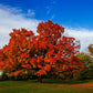 25 SUGAR MAPLE Syrup TREE Native Rock Fall Color Acer Saccharum Seeds