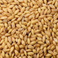 100 Common BARLEY Hordeum Vulgare Grain Grass Cover Crop Beer Seeds