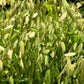100 NORTHERN SEA OATS Grass Inland Chasmanthium Seeds
