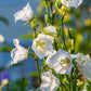 500 White PEACH LEAVED BELLFLOWER Campanula Persicifolia Flower Seeds