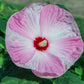 10 Luna PINK SWIRL Hardy HIBISCUS Moscheutos Flower Seeds