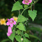 10 MIXED DRAGONSNAP VINE Asarina Scandens Climbing Snapdragon Pink Blue Red White Flower Seeds