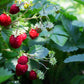 100 ALPINE STRAWBERRY Fragaria Vesca Red Fruit White Flower Seeds