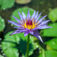 10 BLUE WATER LILY / Lily Pad / Asian Water Lotus / Sacred Egyptian Lotus Nymphaea Caerulea Flower Seeds