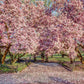 5 SAUCER MAGNOLIA x Soulangeana Denudata & Liliiflora 5 - 10" Pink & White Flower Tulip Tree Seeds
