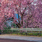 5 SAUCER MAGNOLIA x Soulangeana Denudata & Liliiflora 5 - 10" Pink & White Flower Tulip Tree Seeds