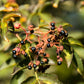 25 SZECHUAN PEPPER Peppercorn Sichuan Szechwan Zanthoxylum Bungeanum Spice Seeds