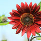 25 Red VELVET QUEEN SUNFLOWER Helianthus Annuus Flower Seeds