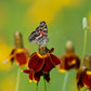 500 MEXICAN HAT Ratibida Columnaris Columnifera Red & Yellow Native Flower Seeds