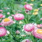 50 PINK DOUBLE STRAWFLOWER Helichrysum  Xerochrysum Bracteatum Flower Seeds
