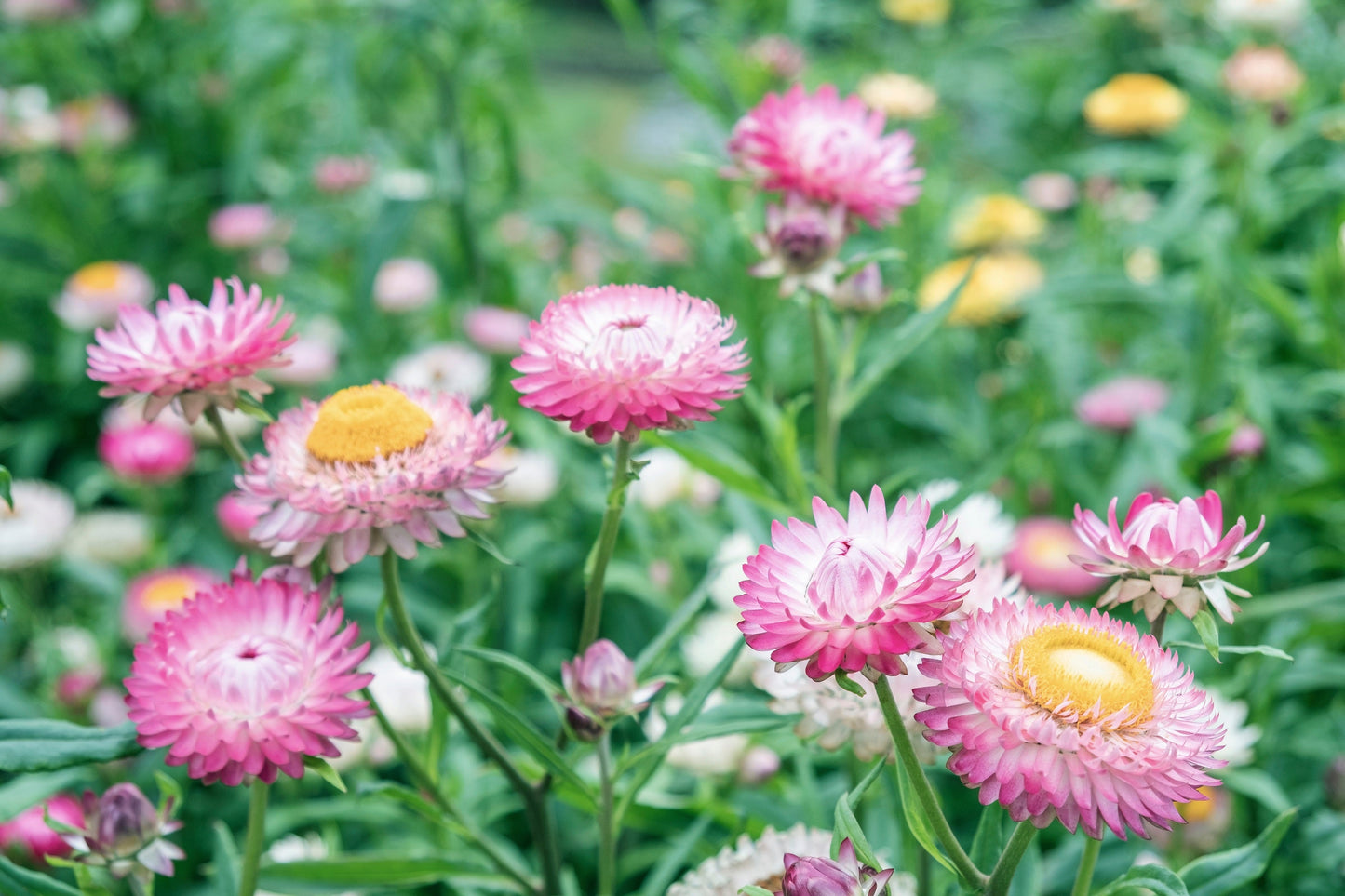 50 PINK DOUBLE STRAWFLOWER Helichrysum  Xerochrysum Bracteatum Flower Seeds