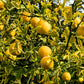 5 HARDY ORANGE TREE Trifoliate Citrus Trifoliata Poncirus Fruit White Flower Seeds