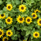 250 ZIN MASTER ZINNIA Mix Elegans Mixed Colors Flower Seeds