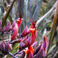 10 Purple NEW ZEALAND FLAX Phormium Tenax Purpureum Ornamental Grass Flower Seeds