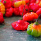 40 Red JAMAICAN HOT PEPPER Capsicum Chinense Scotch Bonnet Vegetable Seeds