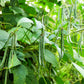 50 SLENDERETTE GREEN BEAN French Stringless Phaseolus Vulgaris Vegetable Seeds