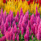 150 Mixed PAMPAS PLUMES COCKSCOMB Celosia Plumosa Flower Seeds