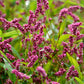 100 PINKWEED Smartweed Pink Knotweed Polygonum Wetland Flower Herb Seeds