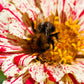 150 CANDY STRIPE ZINNIA Mix Elegans Flower Seeds Mixed Colors with Red Stripes