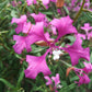 500 MIXED ELEGANT CLARKIA Mountain Garland Elegans Pink Purple Red Mix Flower Seeds