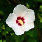 25 White & Hot Pink ROSE Of SHARON HIBISCUS Syriacus Flower Tree Bush Seeds