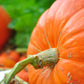 25 BIG MAX PUMPKIN Cucurbita Maxima Vegetable Seeds (Grow 100 pound pumpkins!)