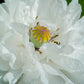 250 WHITE Cloud PEONY POPPY Papaver Peoniflorum Flower Seeds