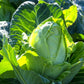 300 CHARLESTON WAKEFIELD CABBAGE Heirloom Cone Brassica Oleracea Vegetable Seeds