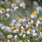 250 WHITE WINGED EVERLASTING Ammobium Alatum Flower Seeds
