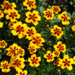 400 Dainty MARIETTA FRENCH MARIGOLD Tagetes Patula Red & Yellow Flower Seeds