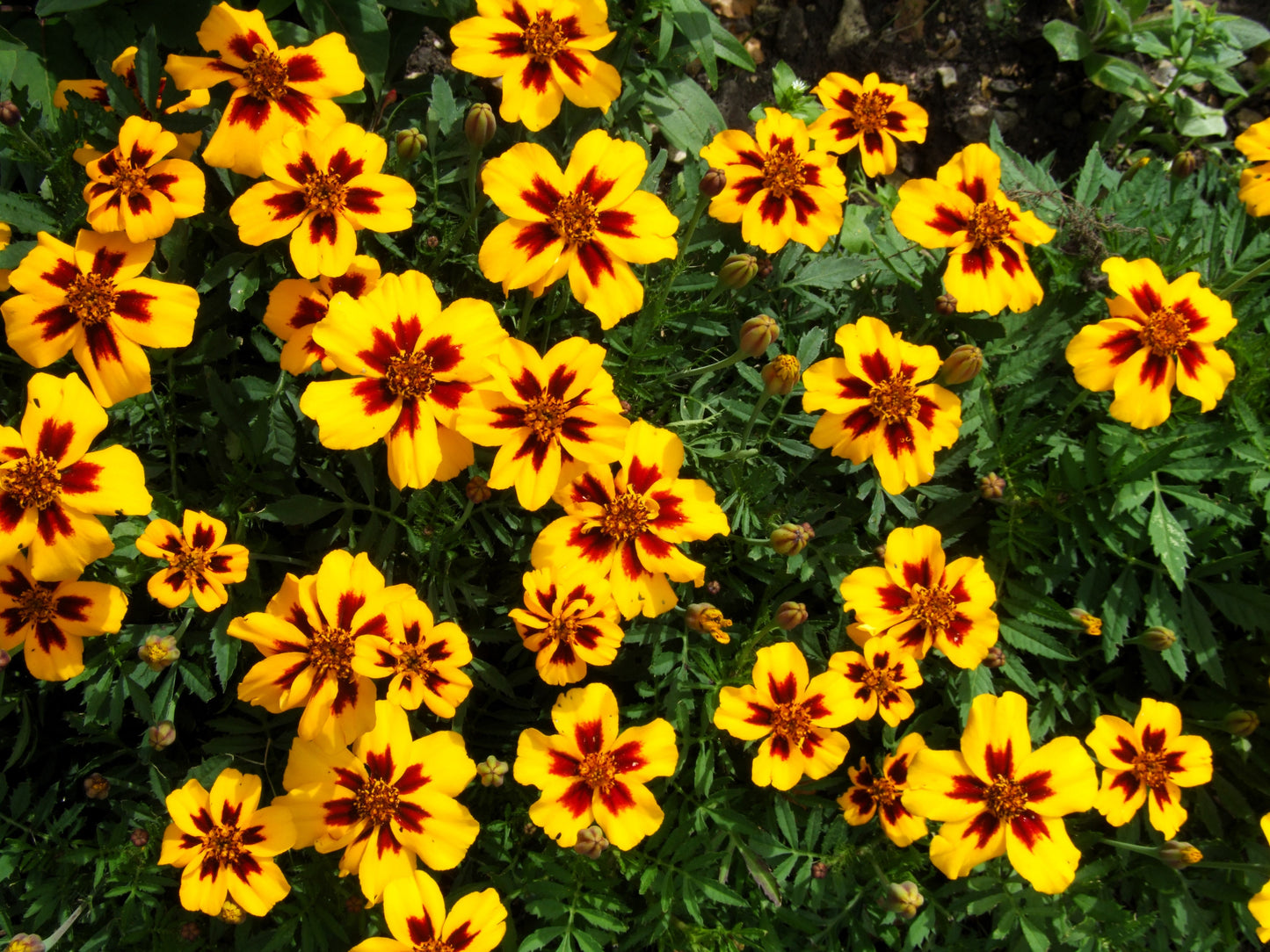 400 Dainty MARIETTA FRENCH MARIGOLD Tagetes Patula Red & Yellow Flower Seeds