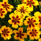 400 Dainty MARIETTA FRENCH MARIGOLD Tagetes Patula Red & Yellow Flower Seeds