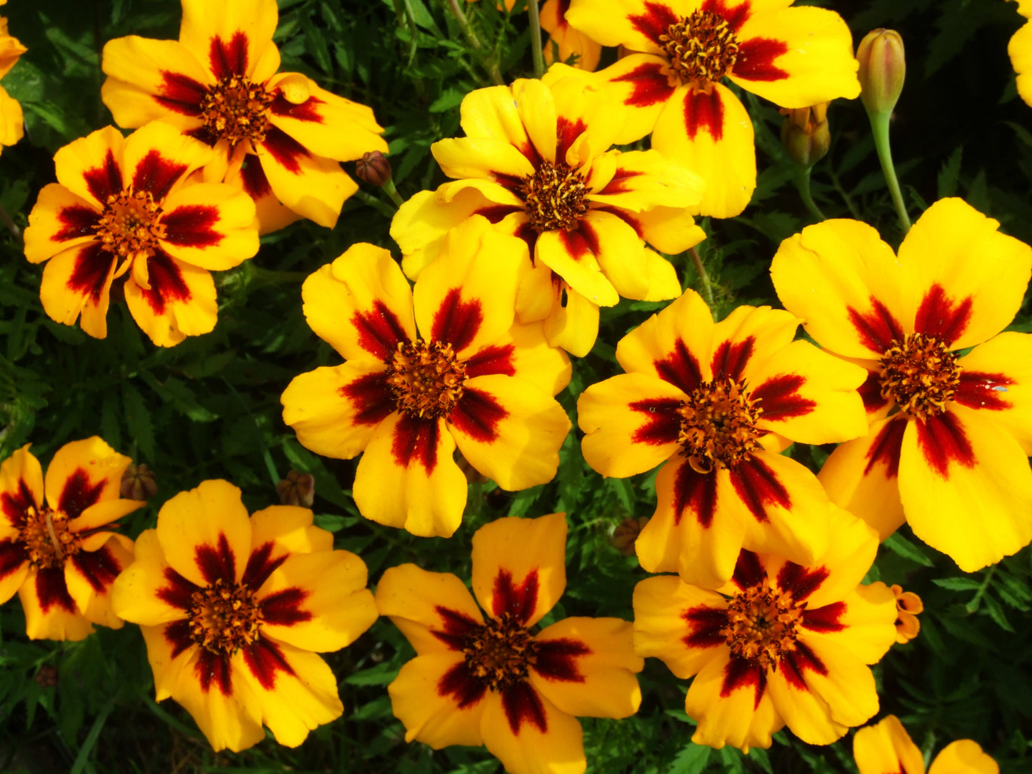 400 Dainty MARIETTA FRENCH MARIGOLD Tagetes Patula Red & Yellow Flower Seeds