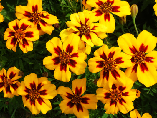 400 Dainty MARIETTA FRENCH MARIGOLD Tagetes Patula Red & Yellow Flower Seeds