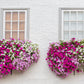 250 MIXED COLORS PETUNIA Flower Seeds
