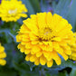 250 Yellow CANARY BIRD ZINNIA Elegans Flower Seeds