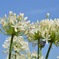 25 WHITE LILY of the NILE Agapanthus Orientalis African Lily Flower Seeds