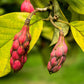 10 OYAMA MAGNOLIA TREE White Pink Flower Pink Pod Sieboldii Siebolds Shrub Seeds