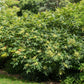 30 CHINESE SUMAC TREE Nutgall White Flowers Red Berries Rhus Chinensis Seeds