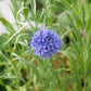 1500 GLOBE GILIA Bluehead Gilia Capitata Thimble Flower Seeds