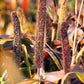 25 RED JEWEL MILLET Setaria Italica Ornamental Grass Flower Seeds