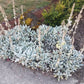 100 Wolly LAMBS EAR Stachys Byzantina Silvery Fuzzy Leaves Purple Flower Seeds