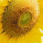 75 MAMMOTH GREY Stripe SUNFLOWER Helianthus Annuus Flower Seeds