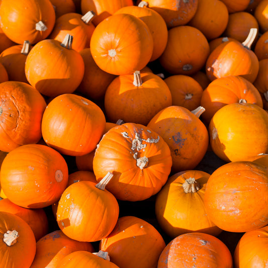 40 SMALL SUGAR PUMPKIN Orange Pie or Carving Cucurbita Pepo Vegetable Seeds