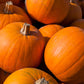 50 CONNECTICUT FIELD PUMPKIN BigTom Orange Yankee Cucurbita Pepo Vegetable Seeds