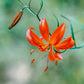 10 CORAL LILY Siberian Turk's Cap Lilium Pumilum Coral Red Fragrant Flower Seeds